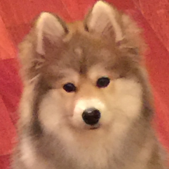 Meet your Posher, Jeff - Picture 3 of 8